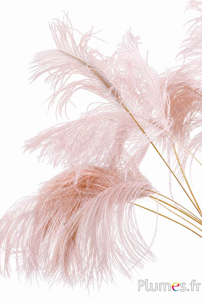 Rispe Strauß Goldkiel - 30-40 cm - beige rosa
